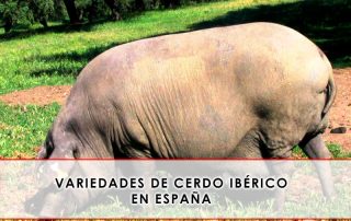 variedades de cerdo iberico en españa