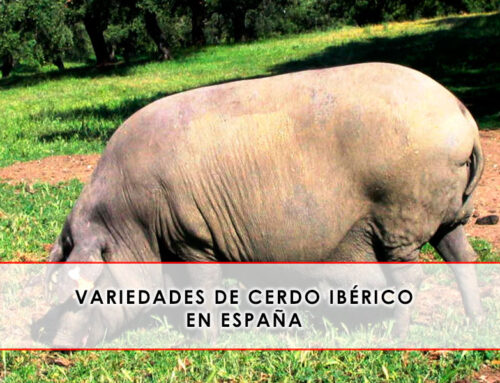 Variedades de cerdo ibérico en España