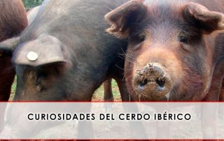 curiosidades del cerdo ibérico