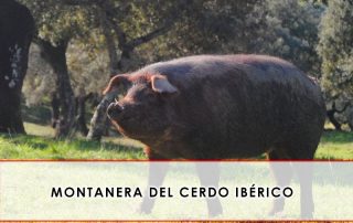 montanera del cerdo ibérico