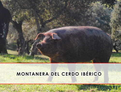 Montanera del cerdo ibérico