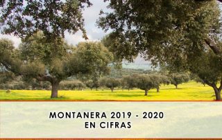 montanera 2019 - 2020 en cifras