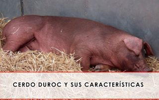 Cerdo Duroc y sus características