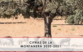 montanera 2020-2021 Grupo Julián Becerro