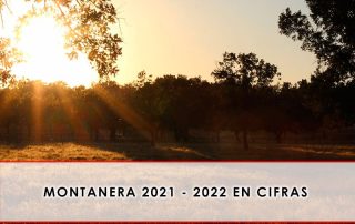 Montanera 2021-2022 en cifras - Grupo Julián Becerro