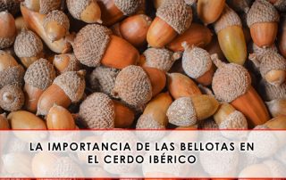 La importancia de las bellotas en el cerdo ibérico - Grupo Julián Becerro