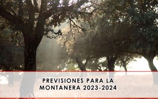 Previsiones para la montanera 2023-2024 - Grupo Julián Becerro