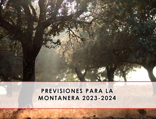 Previsiones para la montanera 2023-2024